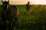 Sunset casting warm light over a group of horses resting near a wooden fence