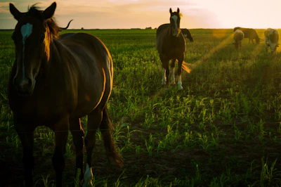 Sunset casting warm light over a group of horses resting near a wooden fence