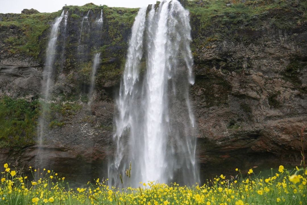 yellow flowers near waterfalls during daytime