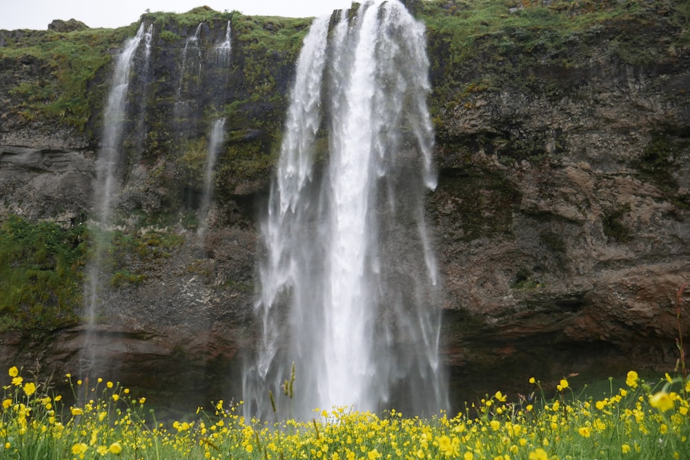 Tagsüber gelbe Blumen in der Nähe von Wasserfällen