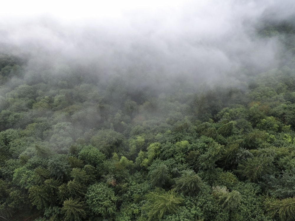 昼間の山の緑の木々