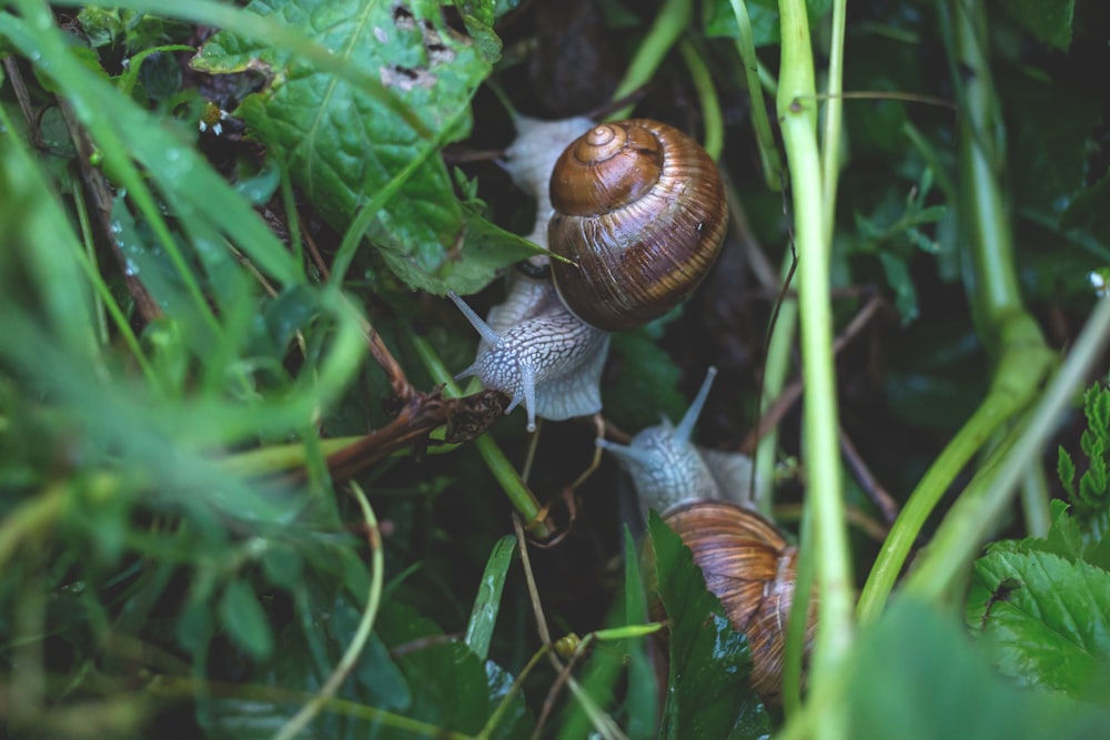 緑の葉の植物に囲まれた2つのカタツムリ