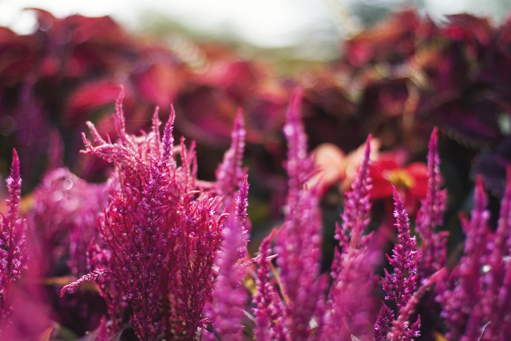 photographie en gros plan de plante rose