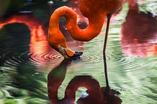 photo of Oasi di Sant'Alessio Wildlife near Galleria Vittorio Emanuele II