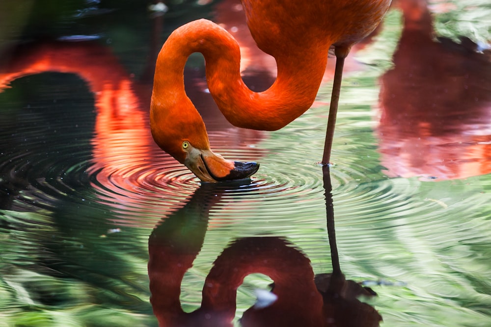 Flamant rose