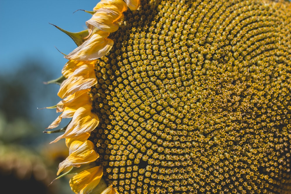 close shot of sunflower