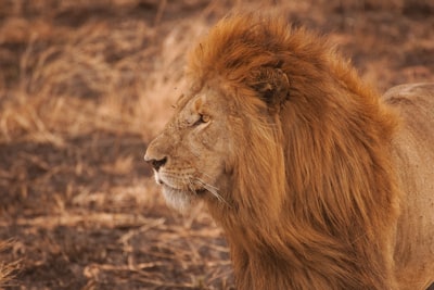 brown lion powerful zoom background