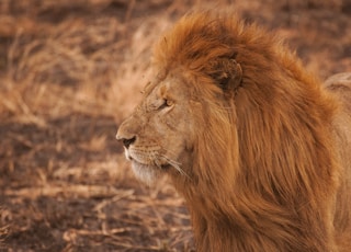 brown lion