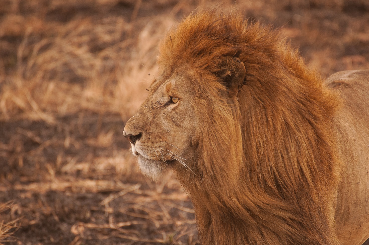 Brown Long maned lion