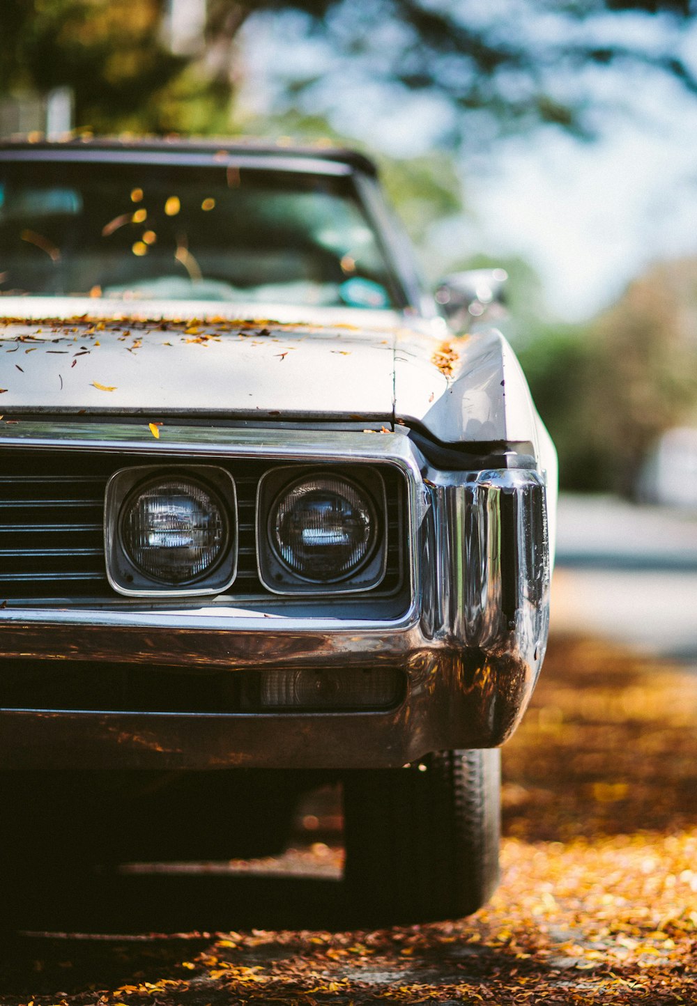 white car with leaves on hood