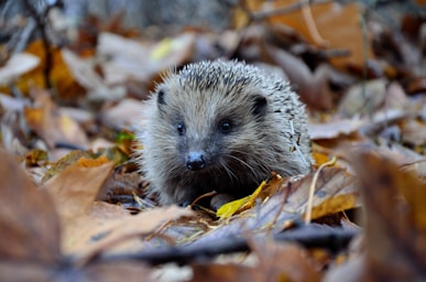wildlife photography,how to photograph selective focus photography of hedgehog on ground