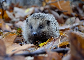 selective focus photography of hedgehog on ground