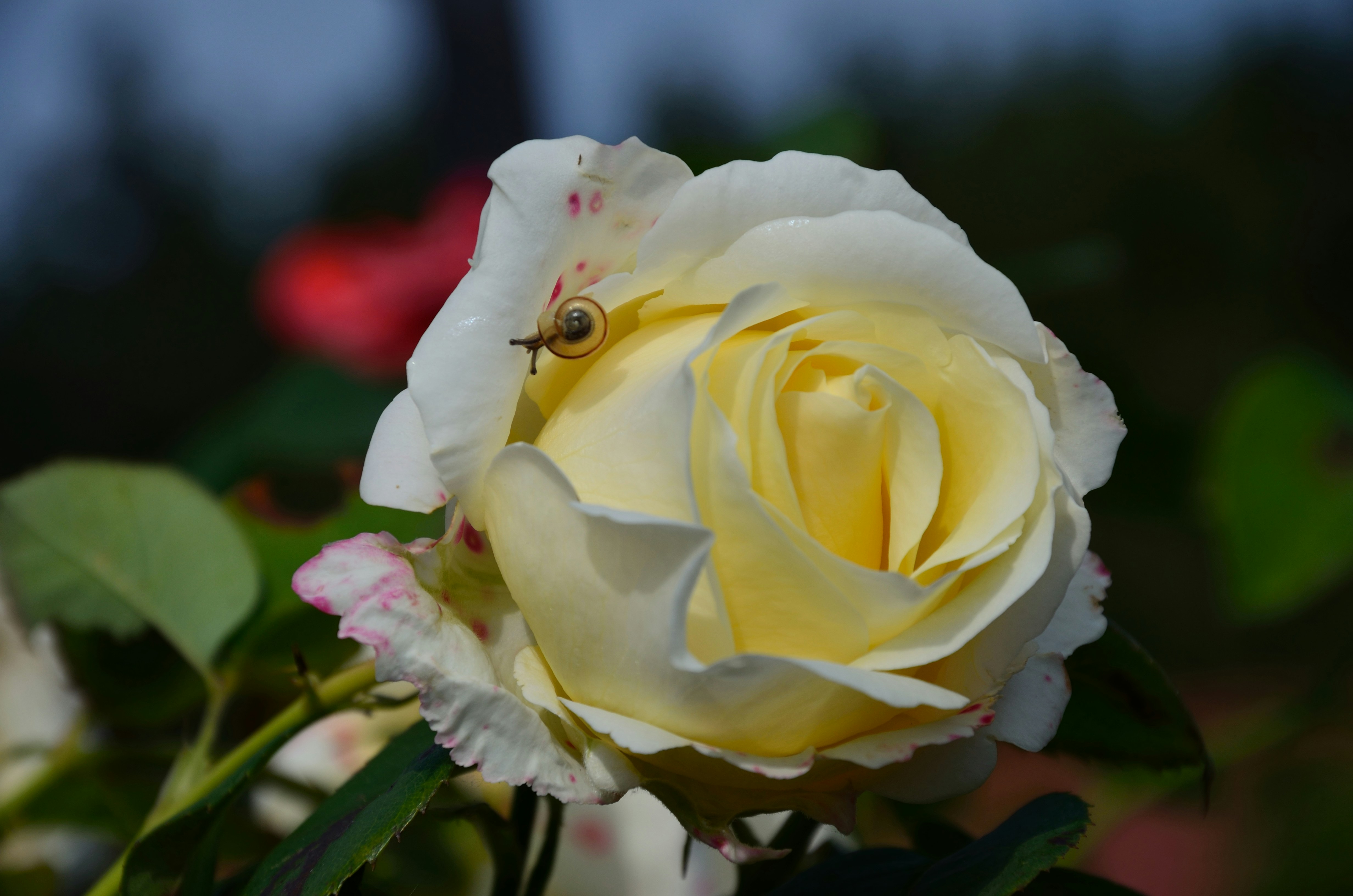 Free Unsplash photo from Piotr Łaskawski