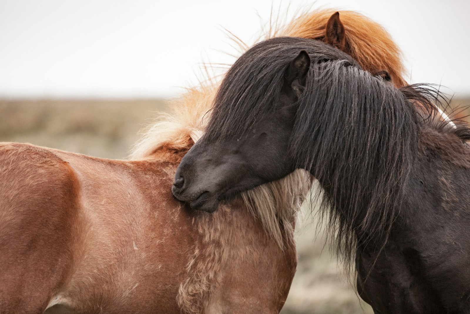 Canon EOS 5D Mark II + Canon EF 70-200mm F2.8L IS II USM sample photo. Brown and black horses photography