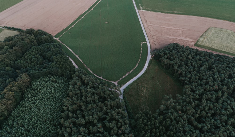 Grüne Pflanzen