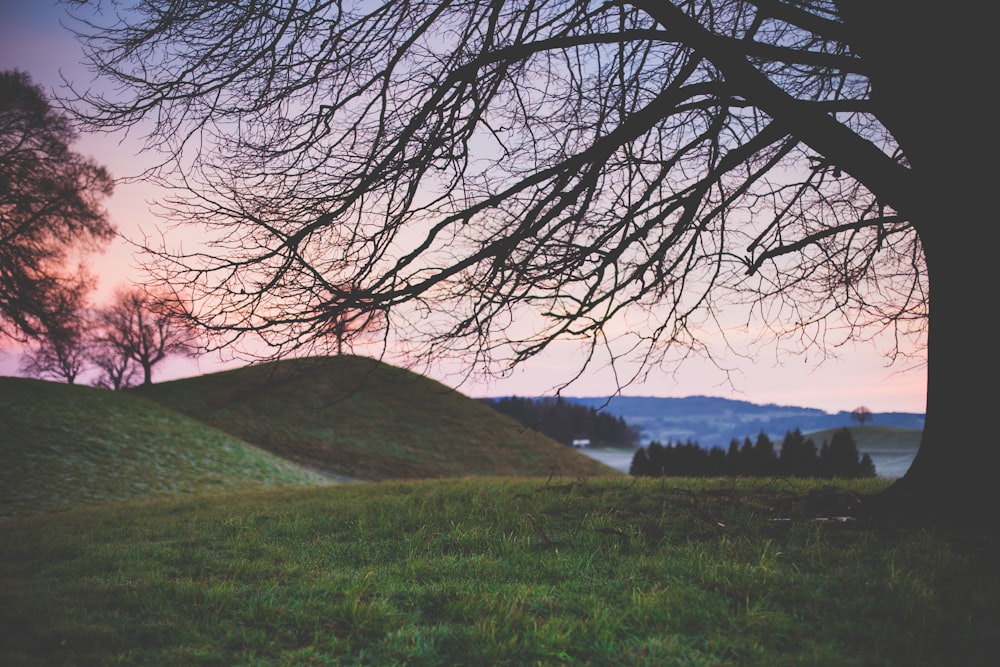 landscape photography of tree on hill