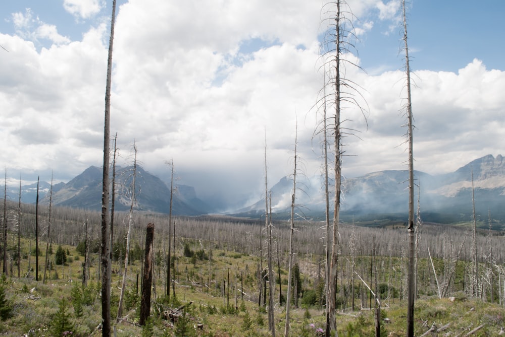 green trees and mountains under white clouds and blue sky during daytime