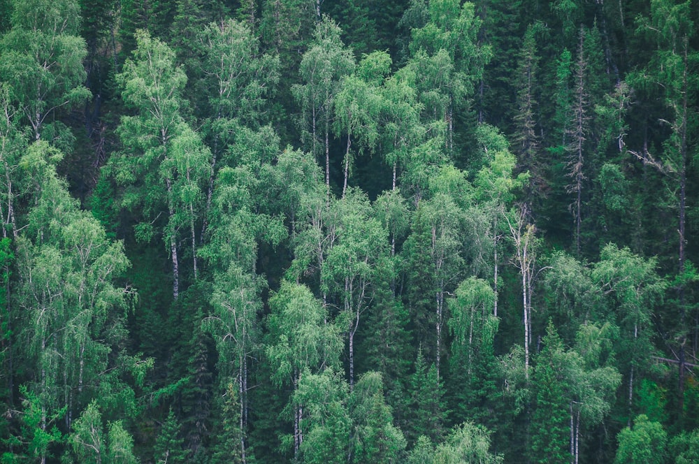 aerial view of green leaf trees