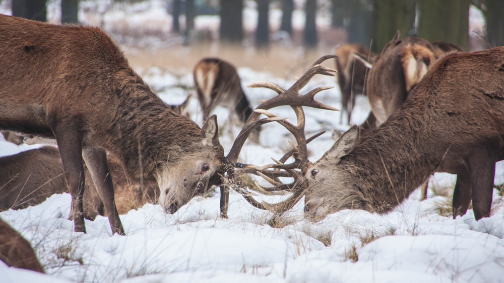 Due cervi che combattono in mezzo alla foresta