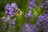 macro shot photography of bee