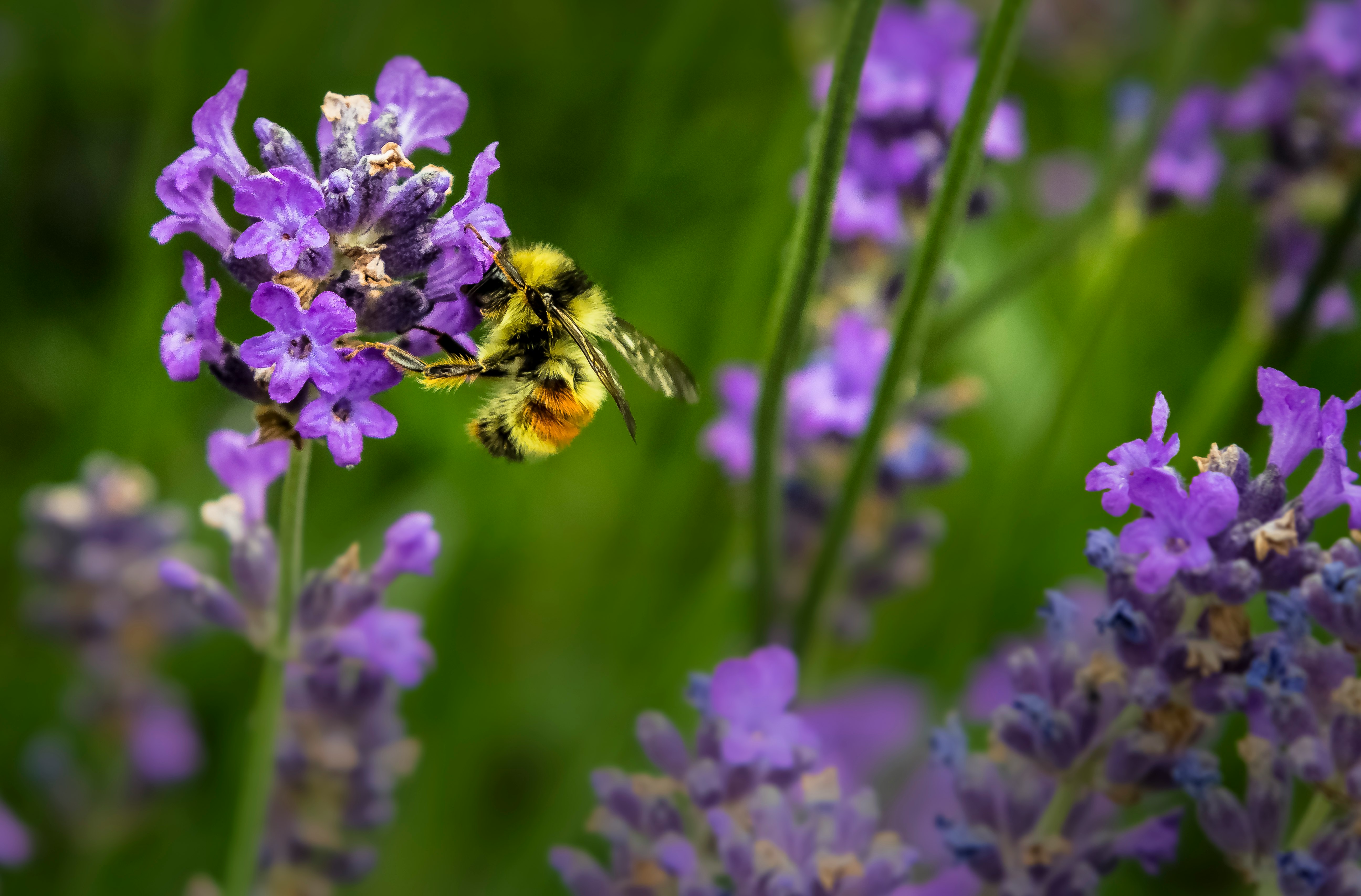 Bee on lavender