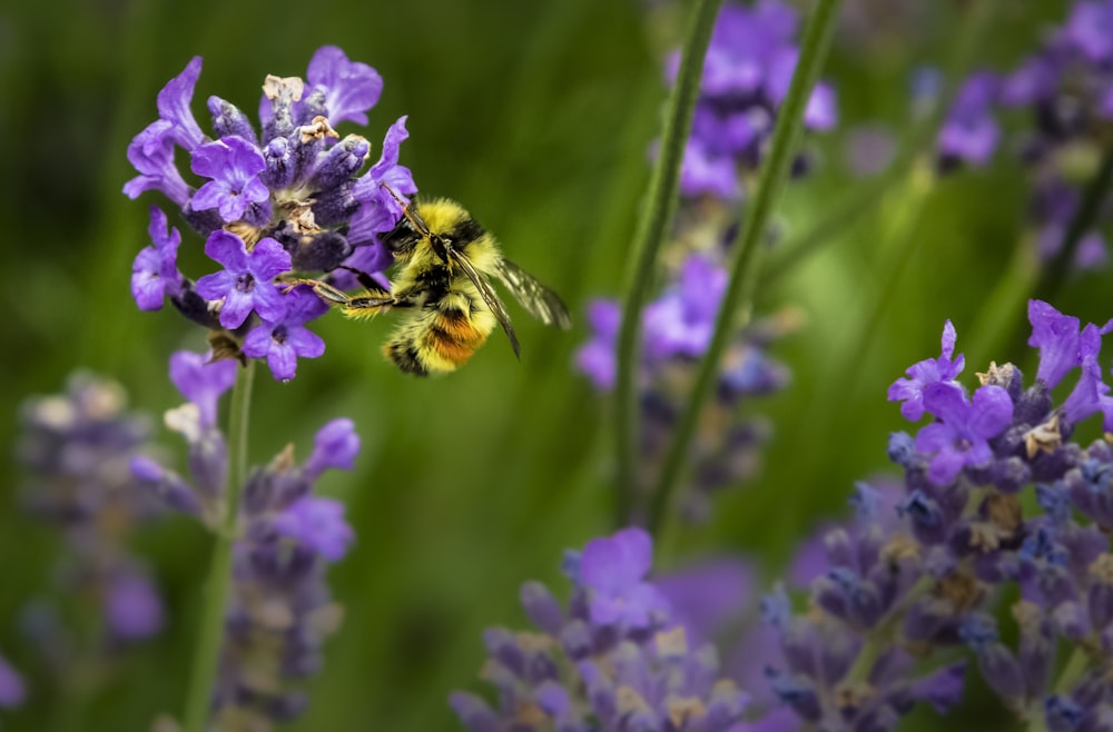 Fotografía macro de abeja