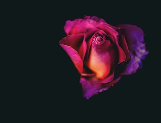 Red roses.