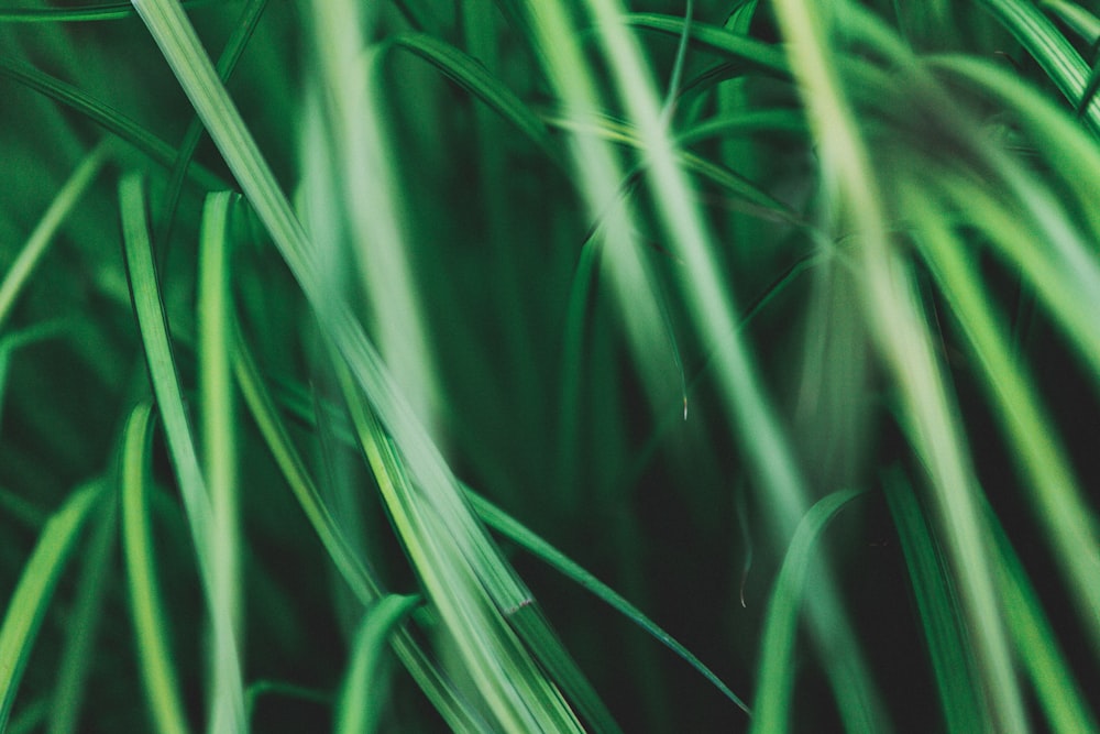푸른 잔디의 틸트 시프트 렌즈 사진