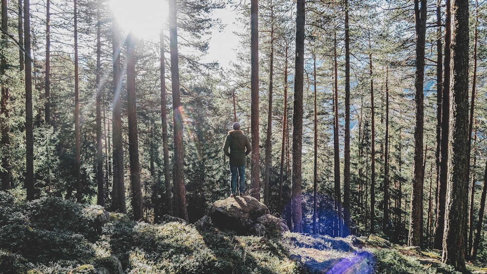 Persona in piedi nella roccia sulla foresta durante il giorno