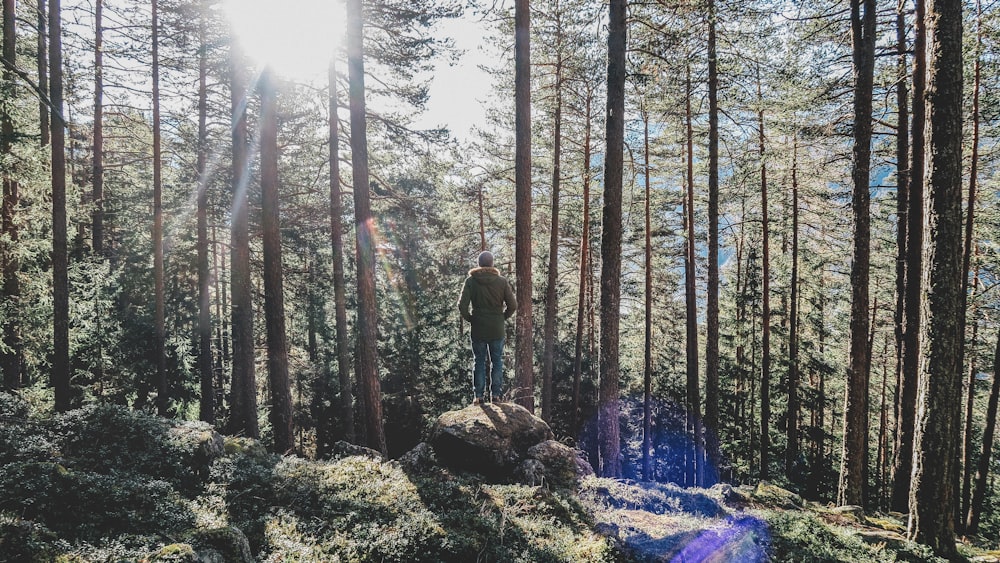 person standing in rock on forest during daytime