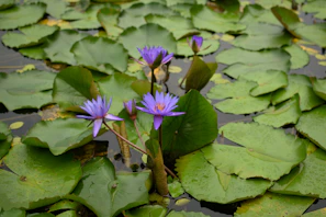 Close-up of vibrant rustic water lilies blooming on a serene pond.