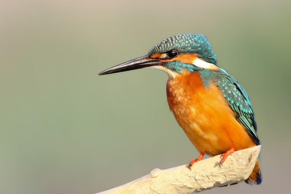 closeup photo of teal and orange bird