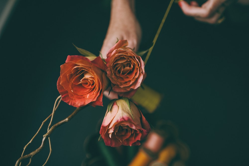 Fotografia de foco raso de três flores vermelhas