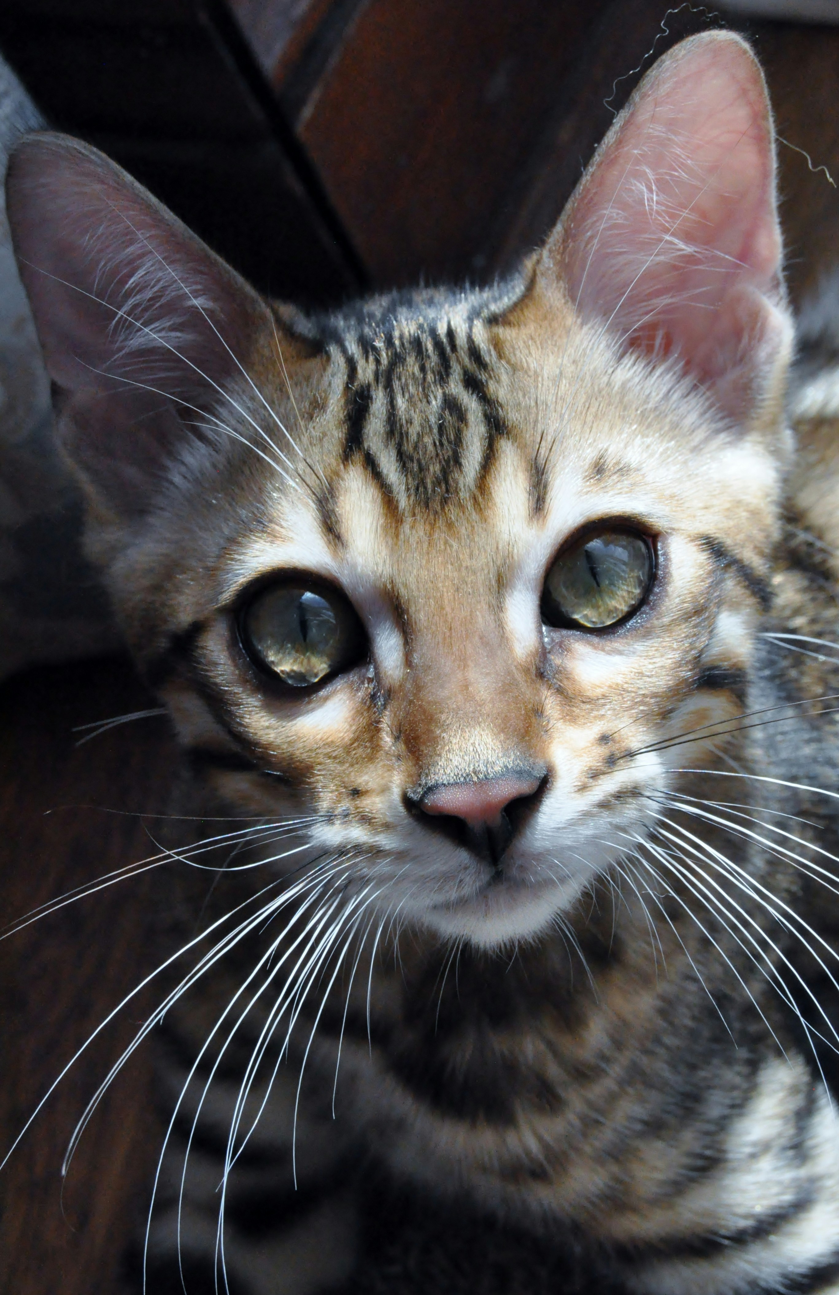 Todo sobre el exótico gato Bombay: características, cuidados y curiosidades
