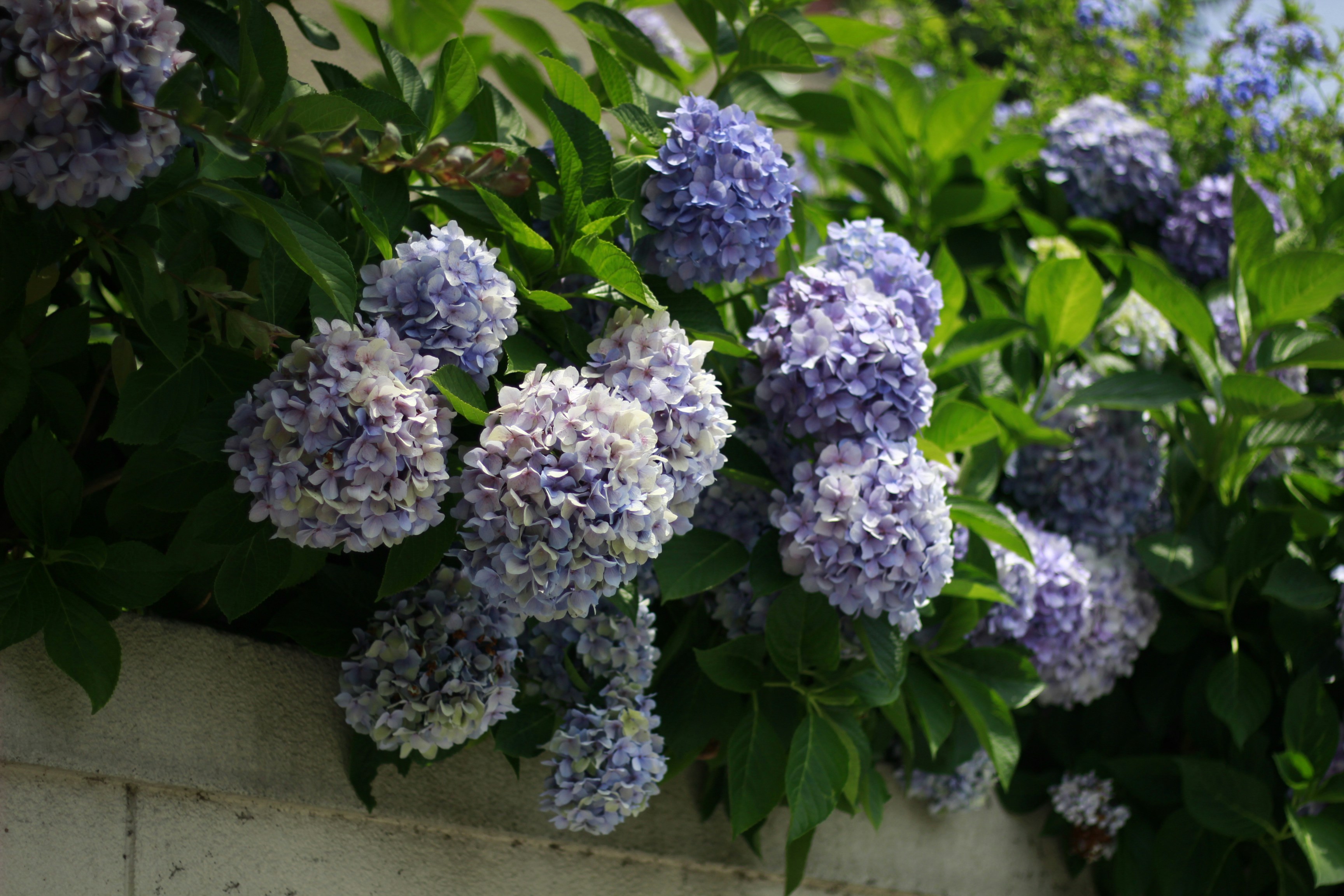 Free Unsplash photo from mi mo