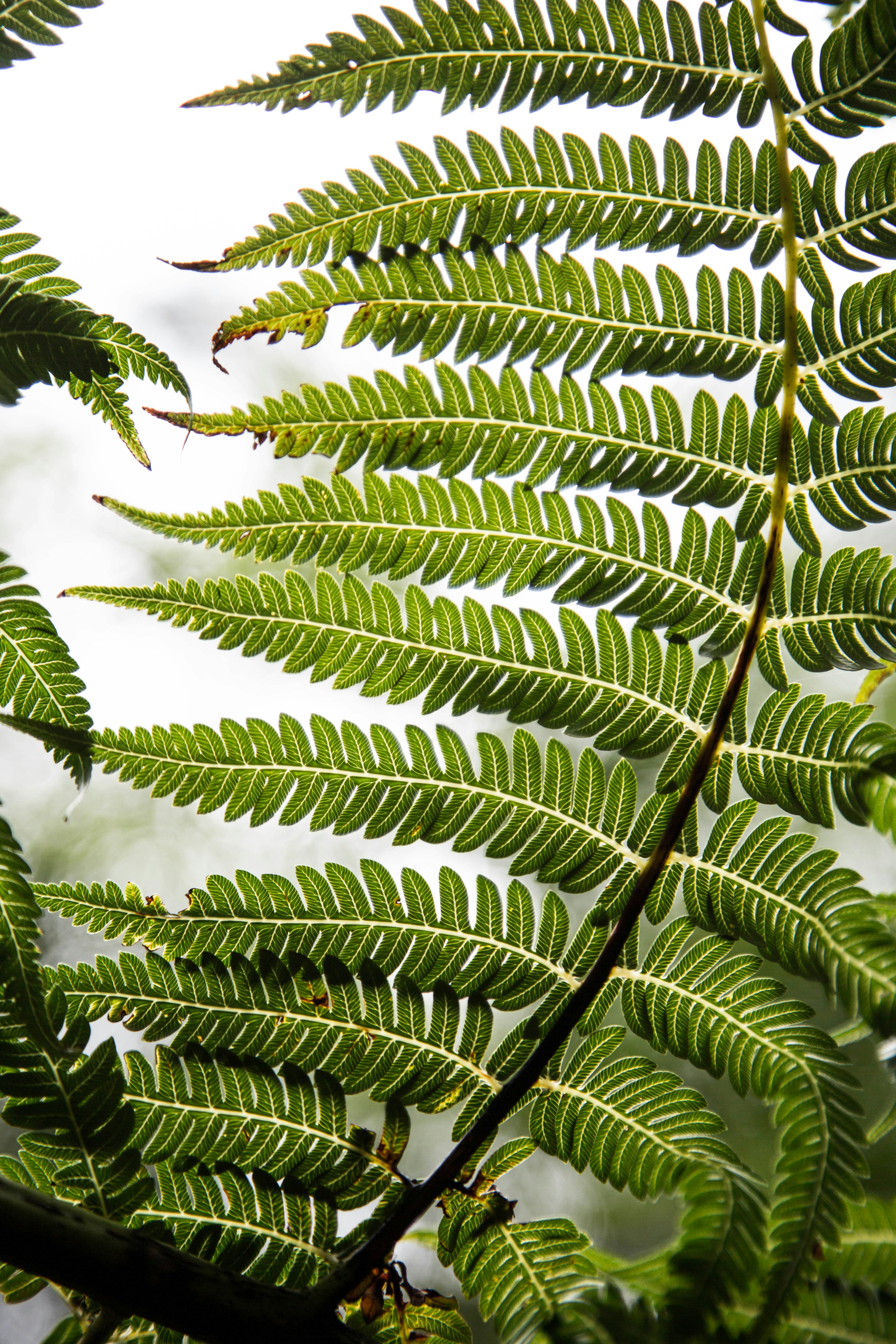 Free Unsplash photo from Will Oey