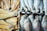An assortment of dried and fresh fish is displayed. On the left side, there are flat, dried fish fillets, golden and slightly textured. On the right, whole fish with silver scales and eyes are neatly arranged in rows.
