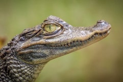 A close, profile view of a crocodile looking directly into the camera