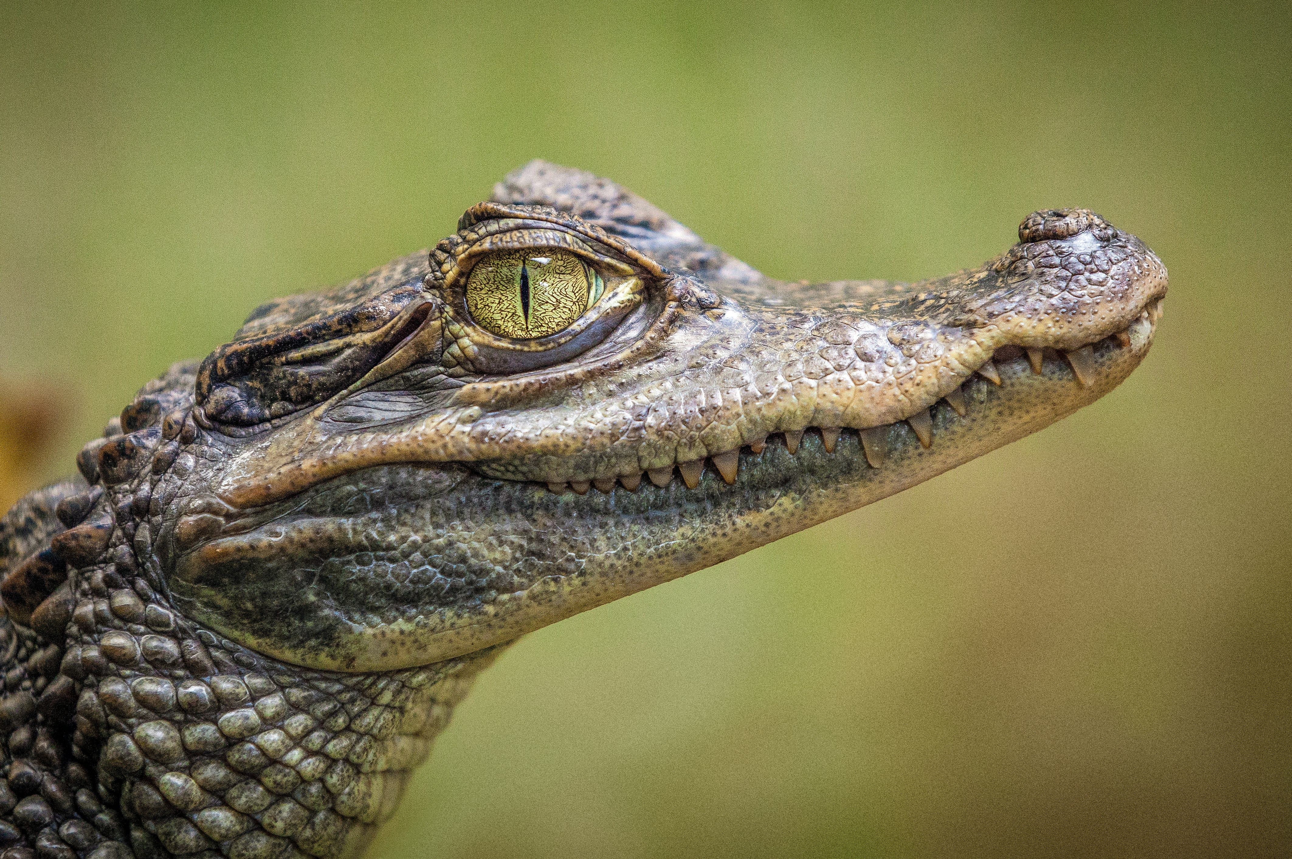 selective focus photography of crocodile