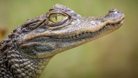 A close, profile view of a crocodile looking directly into the camera