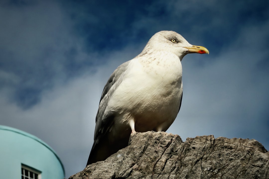 seagull on gray rock