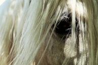 Close-up of a Morgan horse’s expressive eyes and flowing mane under soft natural light.