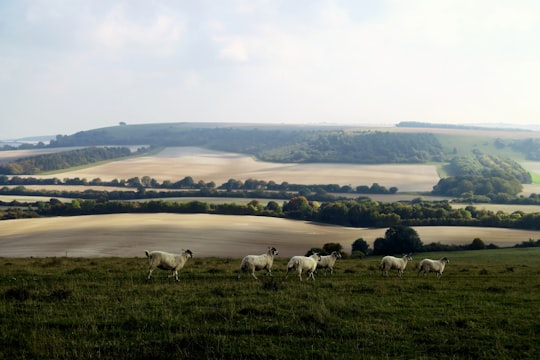 Beacon Hill things to do in Hampshire