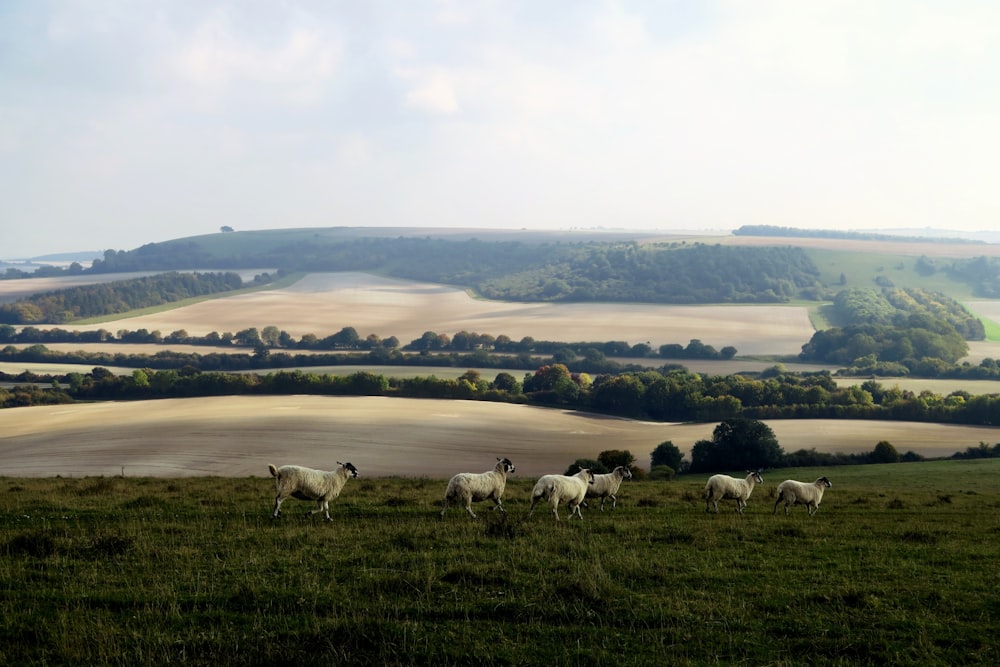 six white lambs on green grass field