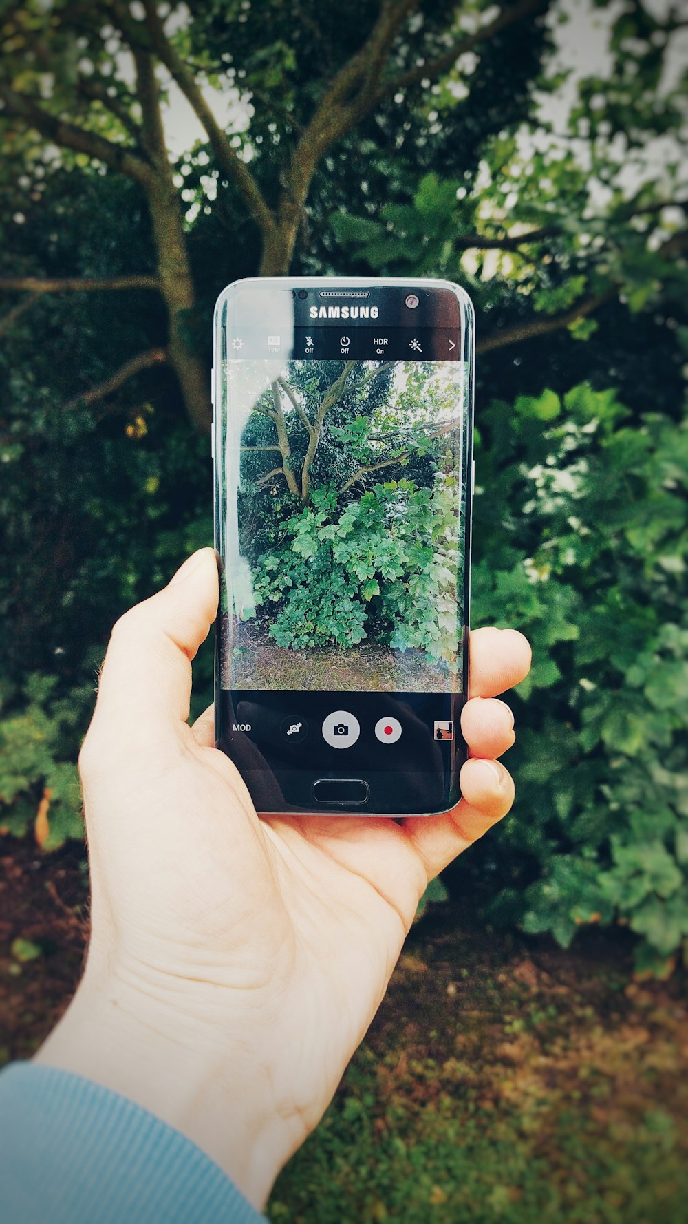 A person taking a picture of outdoor plants.