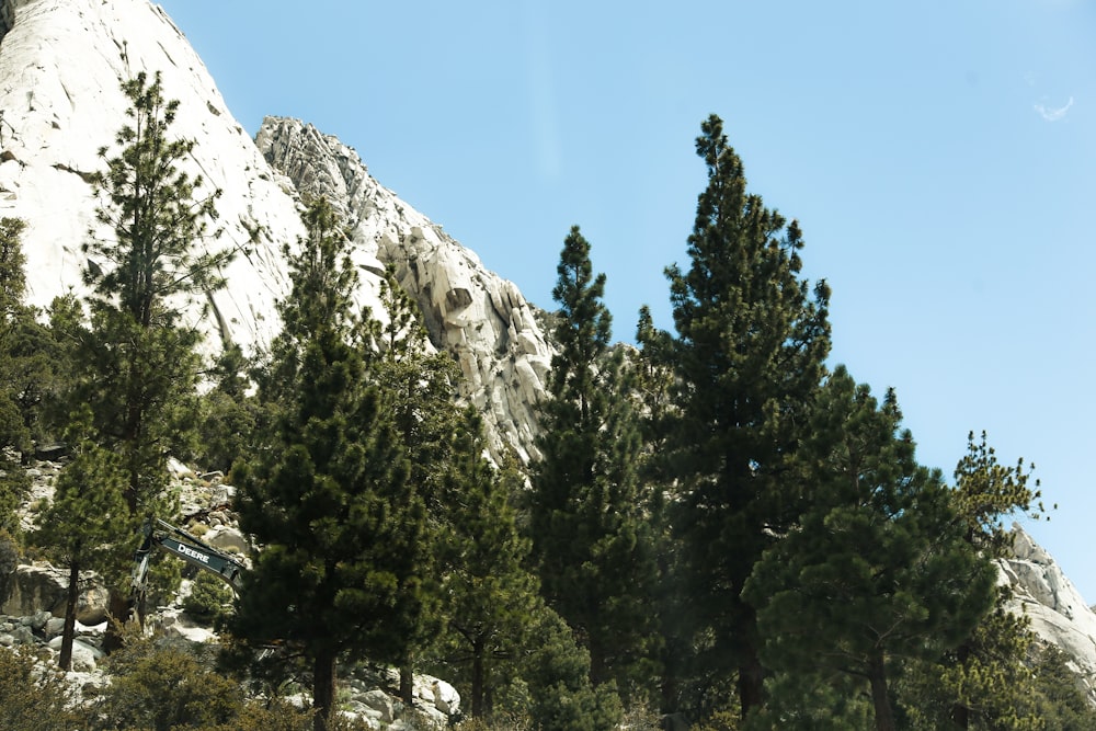 a group of trees in front of a mountain