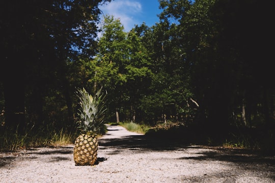 pineapple fruit in Pinery Provincial Park Canada