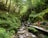 A lush green forest scene with a narrow wooden path beside a rocky stream. Several people are walking along the path, surrounded by towering trees and dense foliage. The stream cascades over rocks, creating a peaceful and natural atmosphere.