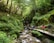 A lush green forest scene with a narrow wooden path beside a rocky stream. Several people are walking along the path, surrounded by towering trees and dense foliage. The stream cascades over rocks, creating a peaceful and natural atmosphere.