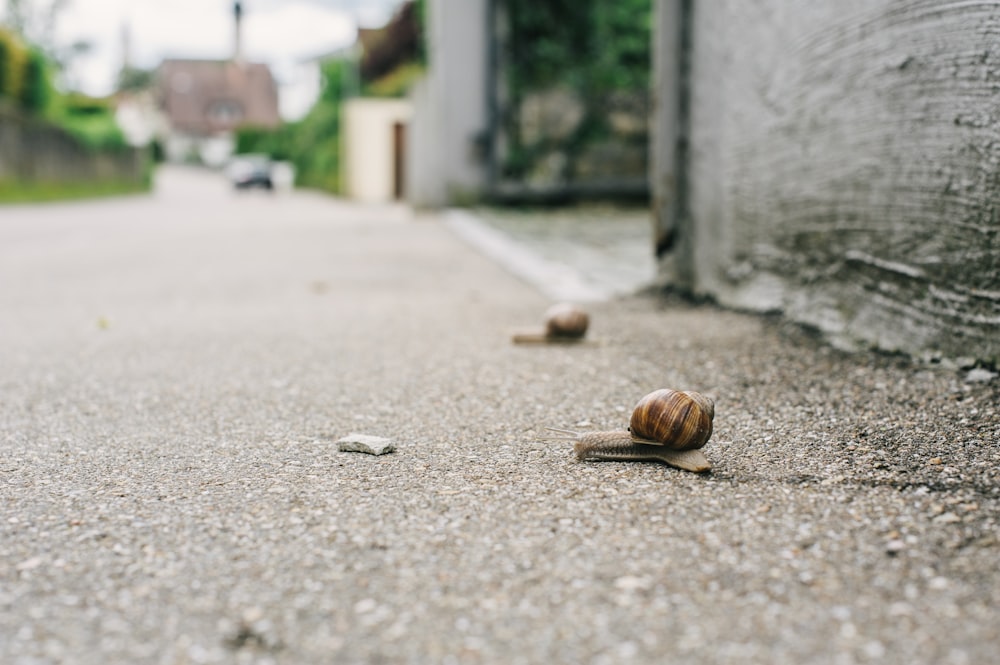 escargot brun sur un sol en béton gris pendant la journée